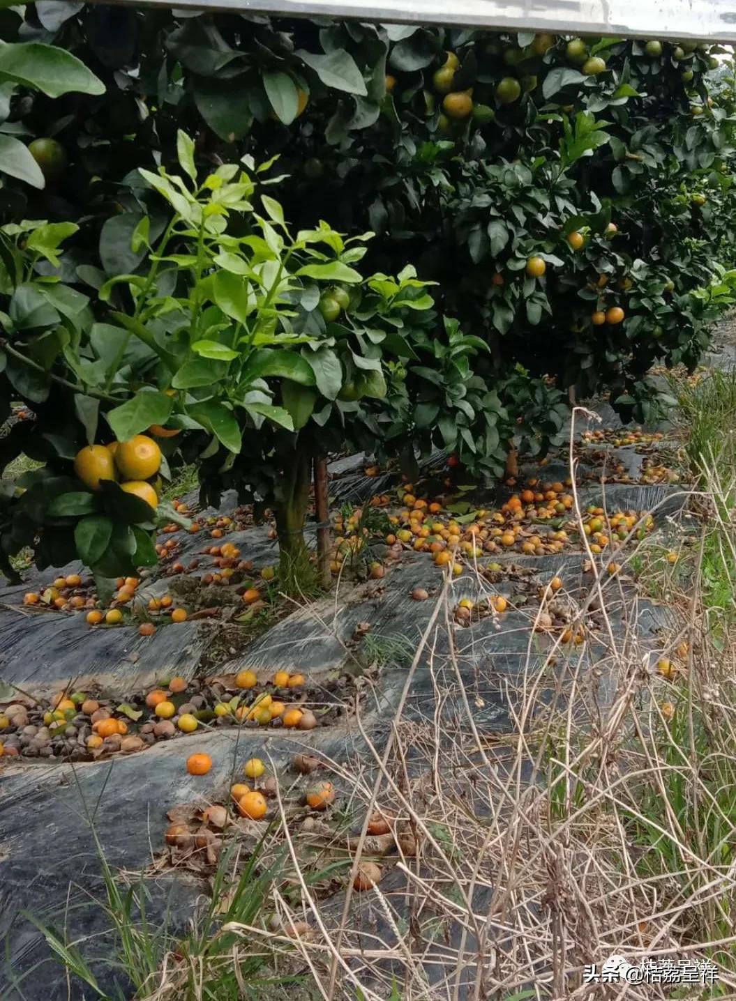 元月份柑桔管理技术,3月份柑桔管理技术