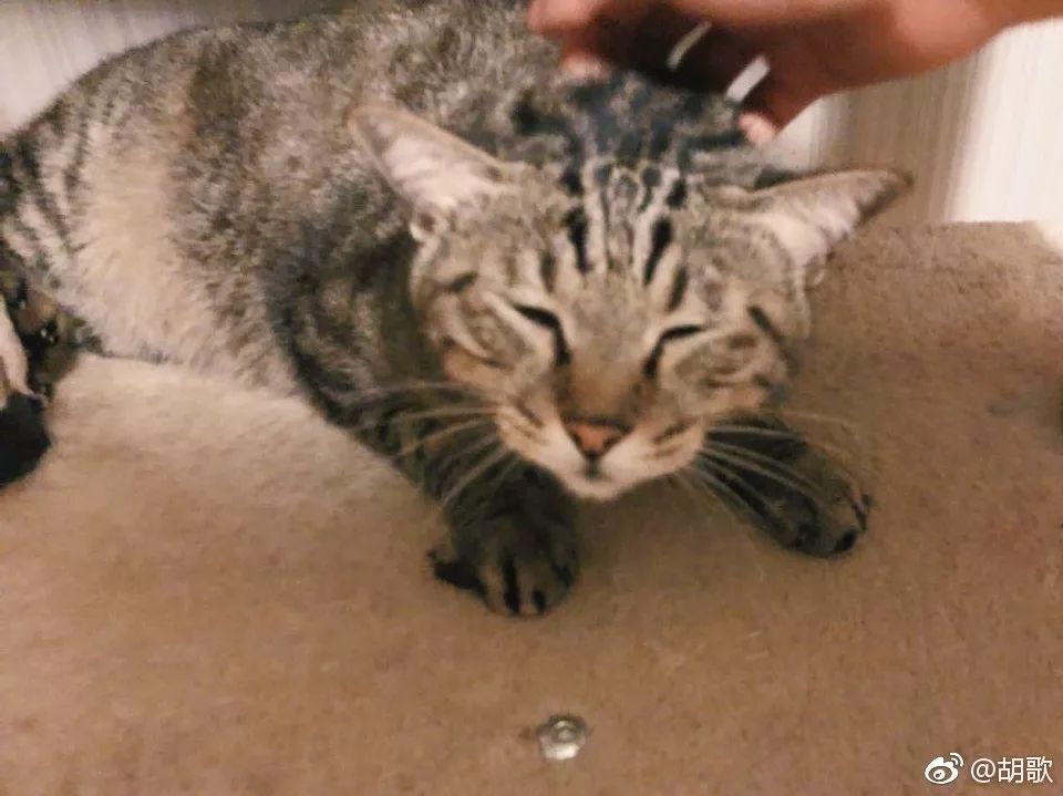 胡歌彭于晏和我,胡歌我和我的父辈