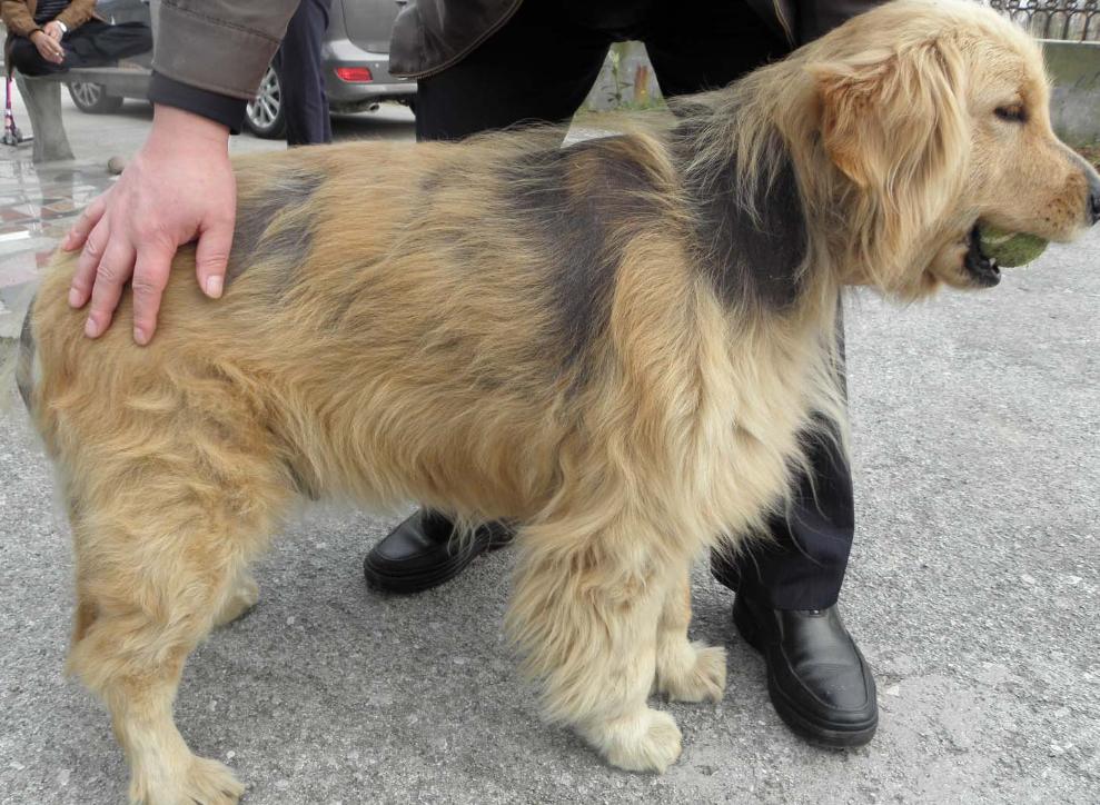 小狗得甲亢,小狗甲状腺机能低下