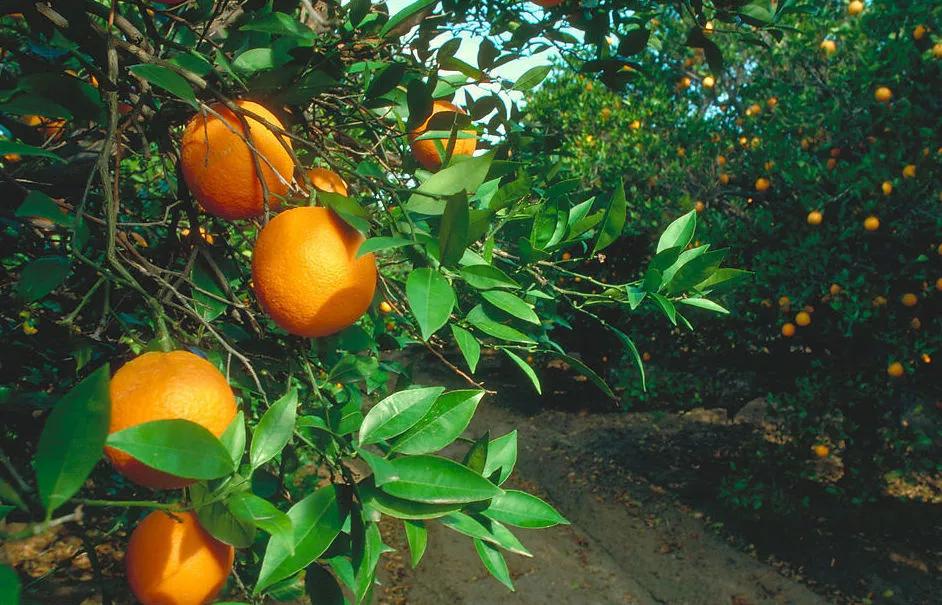 get何穗同款牛奶肌！秋冬去鸡皮，黑黄皮必入