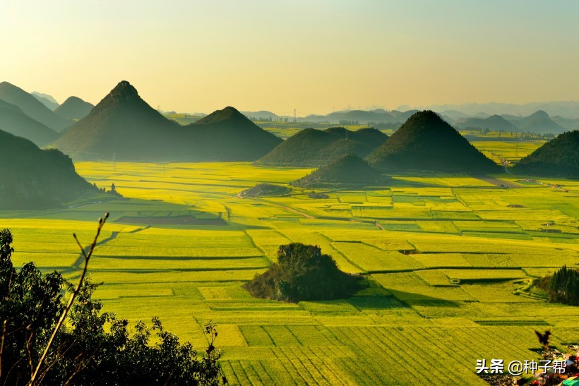 油菜花漂亮的地方,油菜花风景去哪看