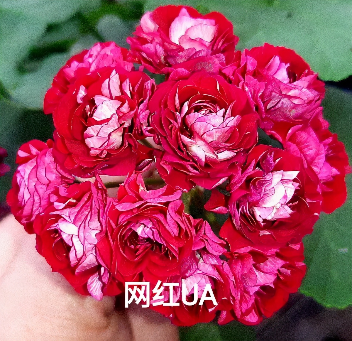 阳台天竺葵容易爆花品种,天竺葵最能开花的品种