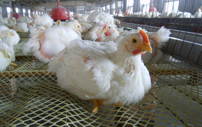 肯德基发家致富的故事,揭秘肯德基真实业绩