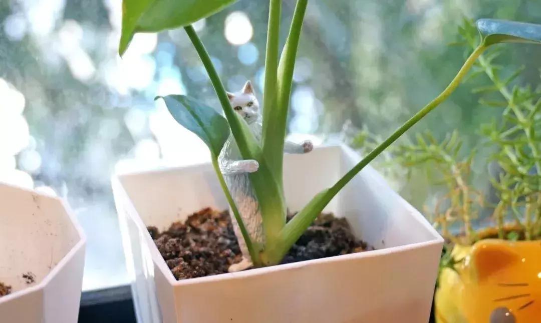 动物星球沙雕系列手办,你从未见过的沙雕手办