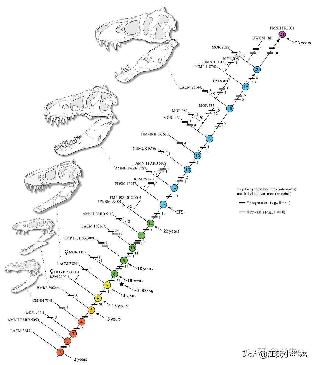 霸王龙的一生,霸王龙最关键的两个阶段