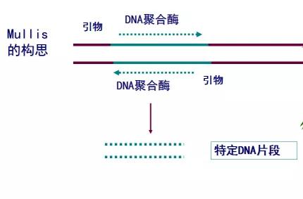 pcr原理简单来说,pcr技术详细介绍