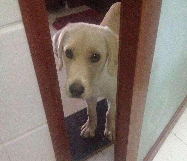 为什么狗狗总喜欢守着你上厕所,为什么狗狗总是跟着你上厕所