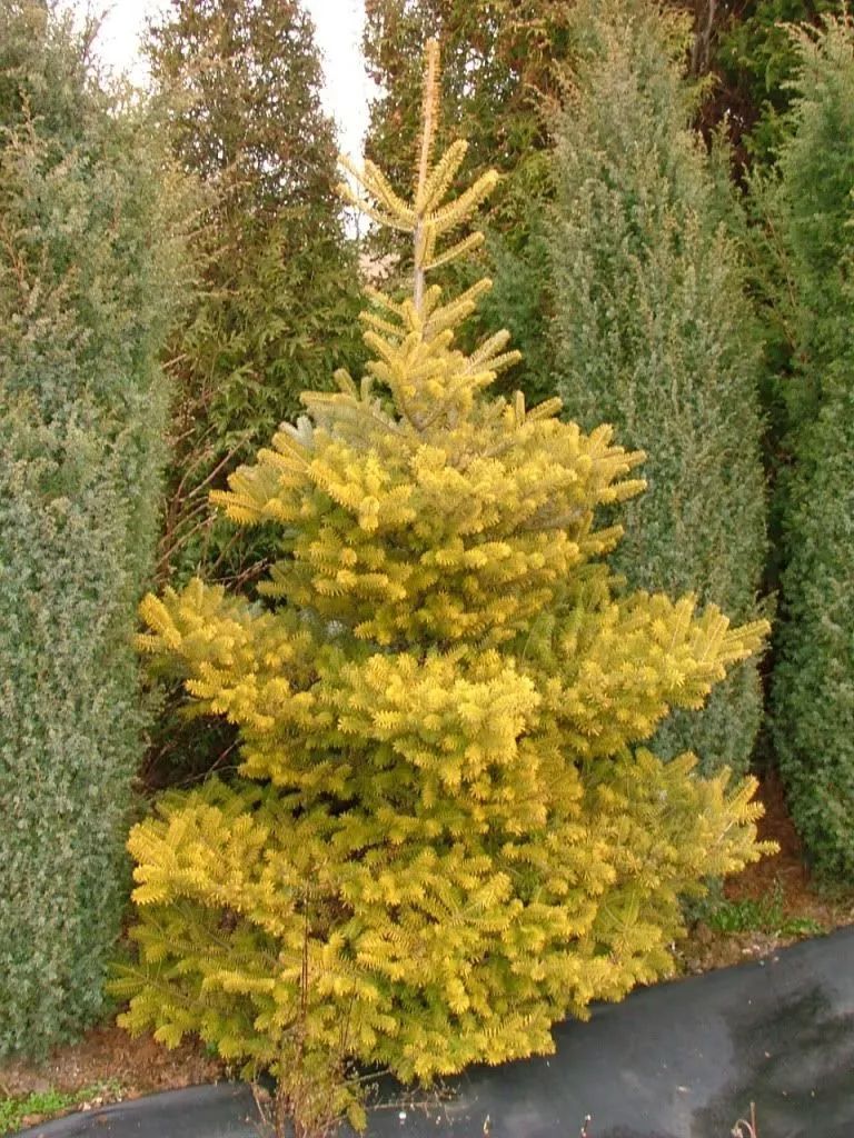 挪威云杉夏天怎么养,挪威云杉温和净肤