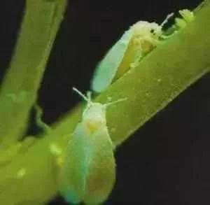 蔬菜害虫最佳防治方法,如何自制杀虫剂防治蔬菜害虫