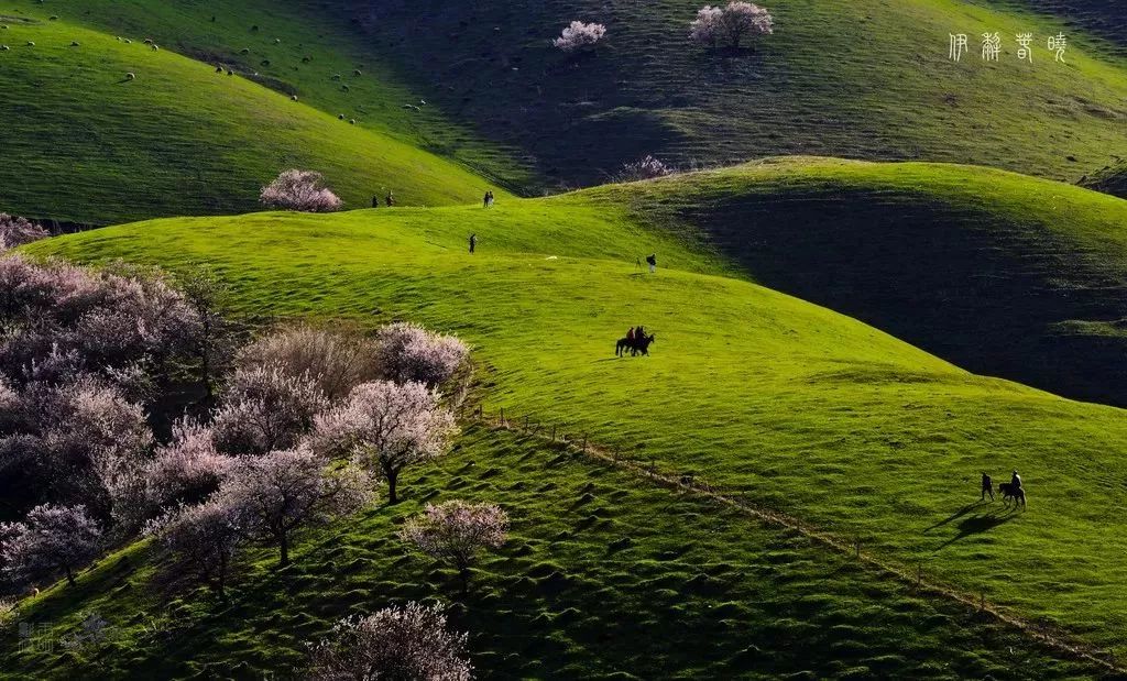 走马春季追花线|春漫*疆新**，牧笛声声中的杏花村