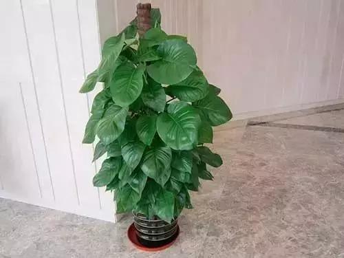 大叶绿萝黄叶咋回事怎么处理,大叶绿萝黄叶开裂要施硫酸亚铁吗