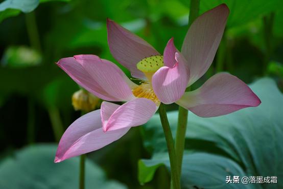 广西大学有哪些标志性的景色,走进广西美景