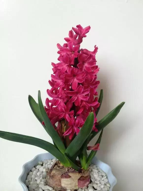 开过的风信子怎么处理,开过花的风信子怎么留种子