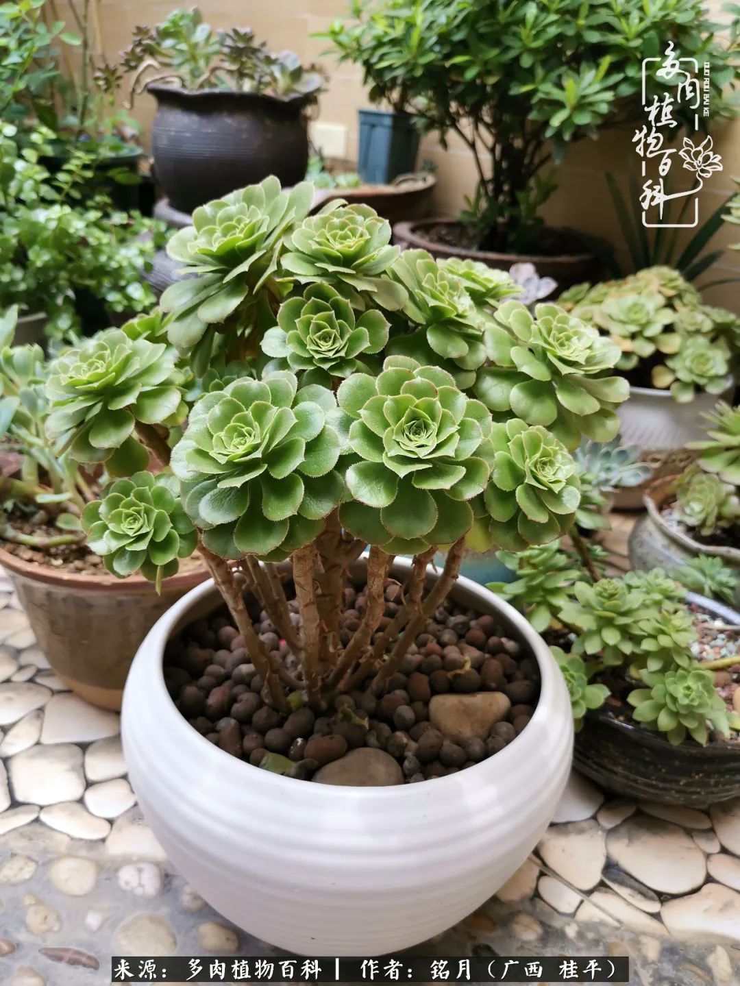 多肉怎么养出色彩,多肉很容易出现美丽的色彩