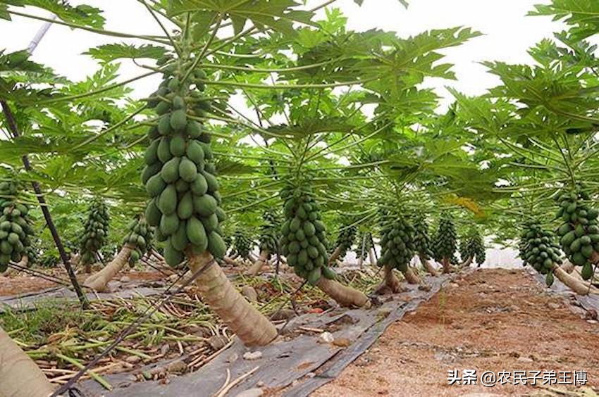 番木瓜实生苗几年能结果,番木瓜种多久才结果