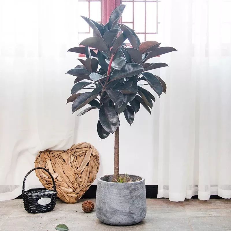 室内养的吸毒植物,20种吸毒花除甲醛