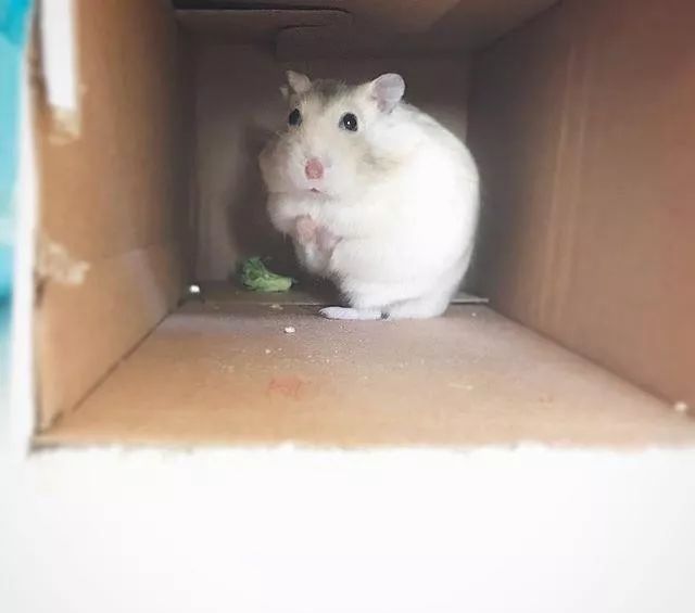 仓鼠为什么行为怪异而且想越狱,仓鼠越狱一个月偷猫粮