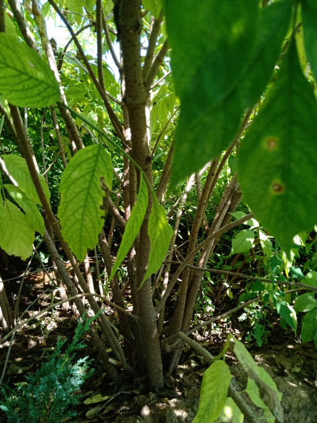 代购苗木,代销苗木挂账