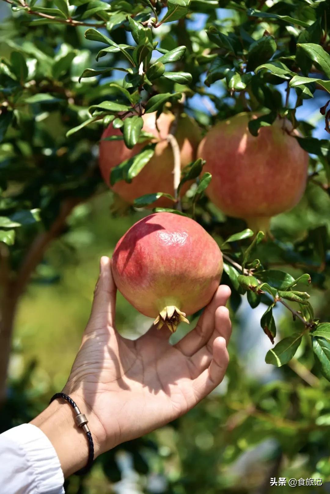突尼斯软籽石榴最佳食用时间,突尼斯软籽石榴可以喝的石榴