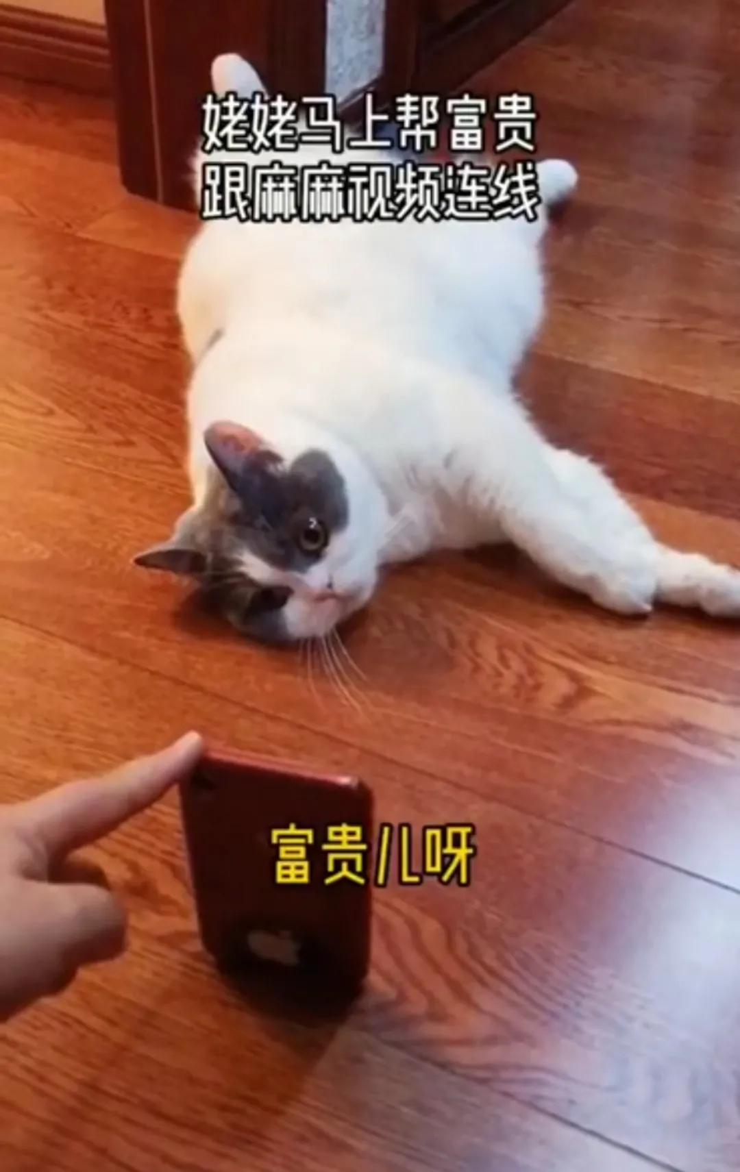 “因为一句话，我家猫在监控前守了一夜，彻夜未眠”