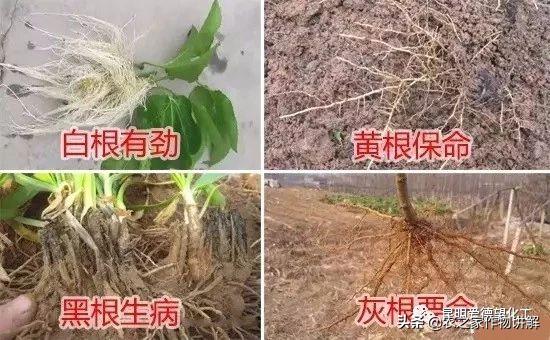 防治果树根腐病的特效药,果树根腐克星怎么使用