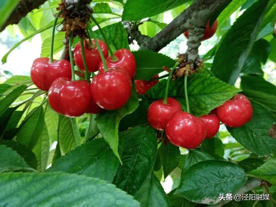 泾阳大樱桃,吃樱桃需要注意哪些事项