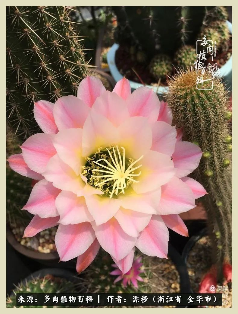 仙人球开花的惊艳瞬间,仙人球开花惊艳了6月