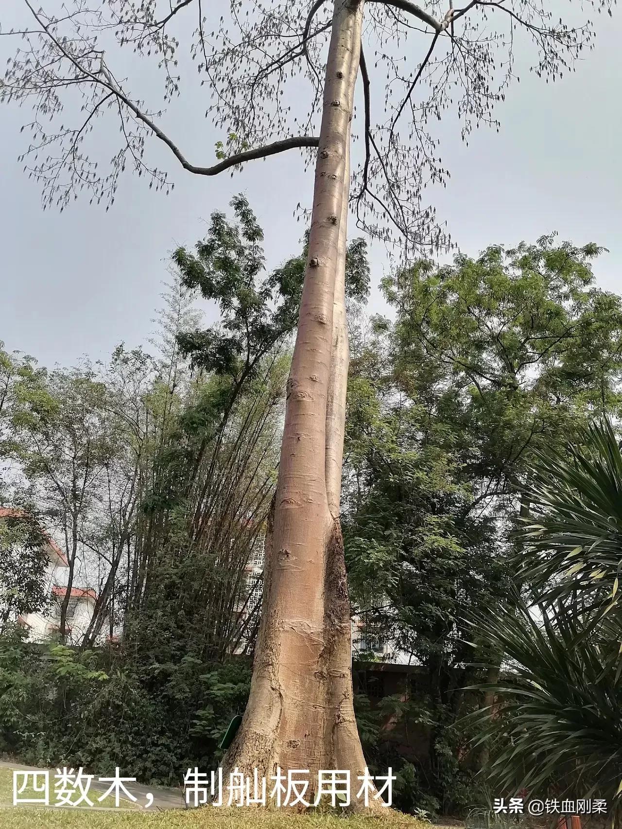 西双版纳景洪景区介绍,西双版纳景洪旅游胜地