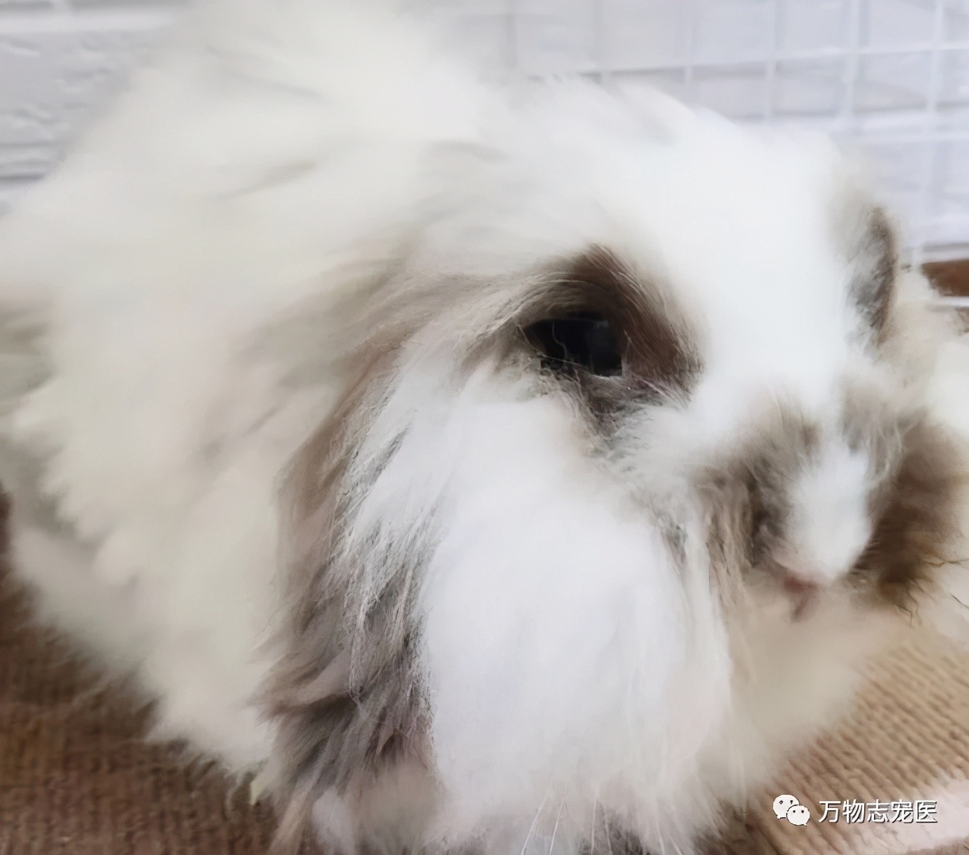 兔子不止爱吃胡萝卜,兔子有只眼睛看不见黑瞳都是白的