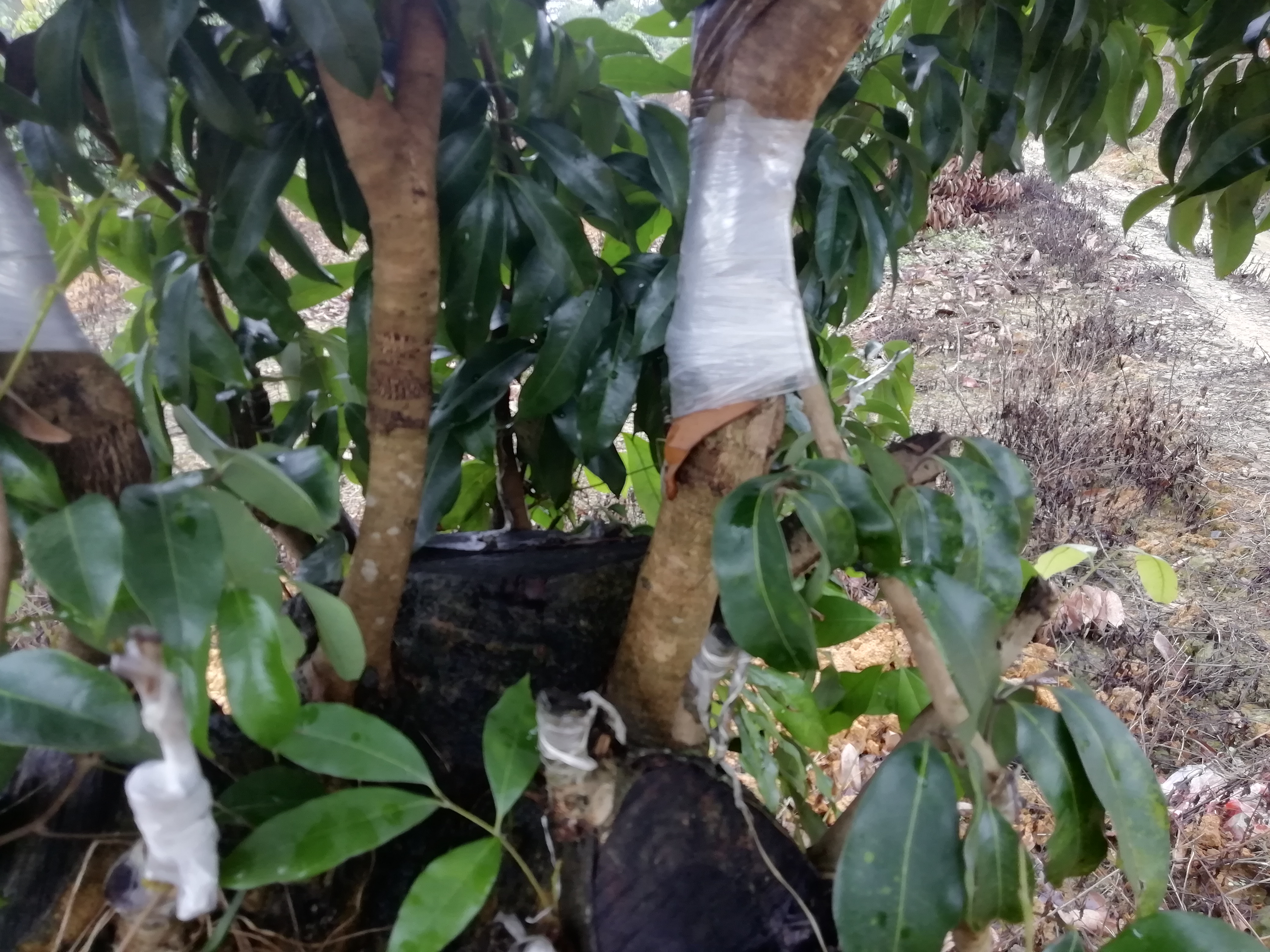 荔枝嫁接品种不亲和怎么办?搭桥手术来帮忙