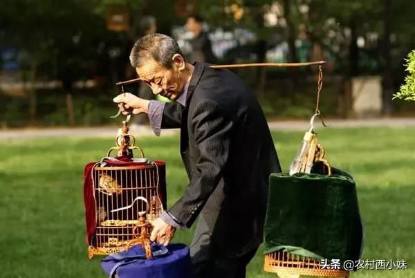 画眉鸟的眼睛好坏怎么判断,怎样才看出画眉鸟是最好的