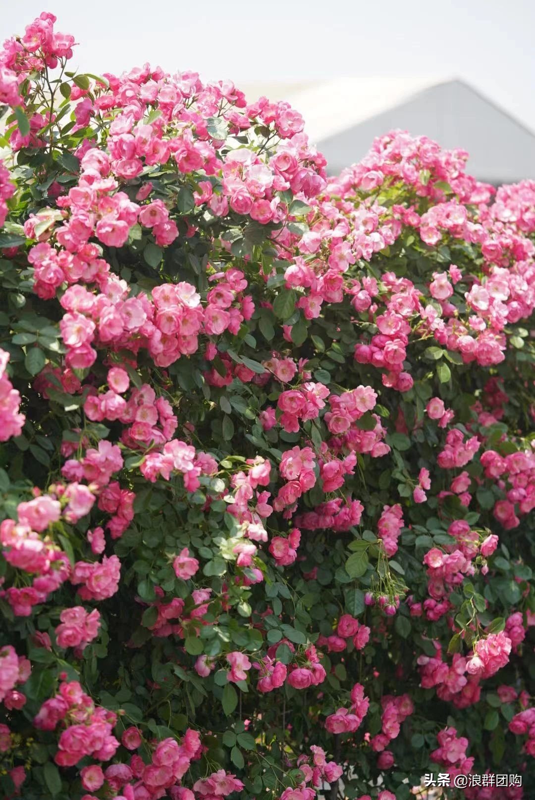 月季哪些品种大花又香,月季哪些品种花期长耐阴耐寒耐旱