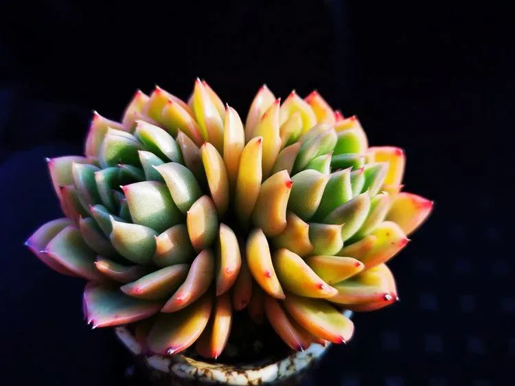 多肉砍头的怎么养,多肉怎么砍头才能爆发