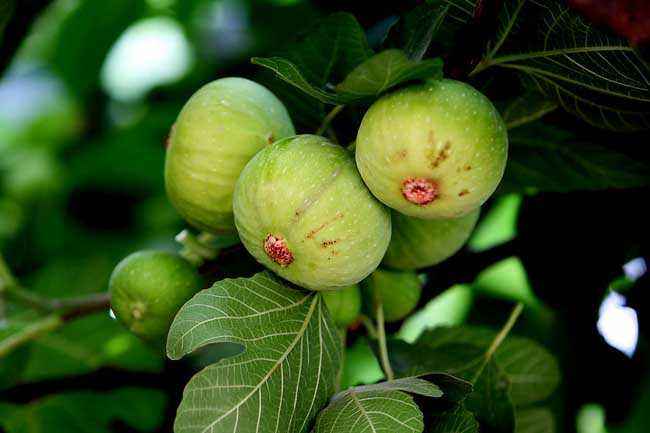 无花果树干内有害虫怎么办,怎样杀死无花果根部的害虫