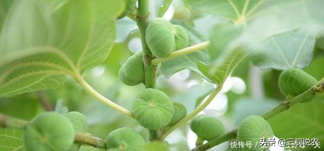 种植无花果前景分析报告,无花果种植具有较好的经济效益