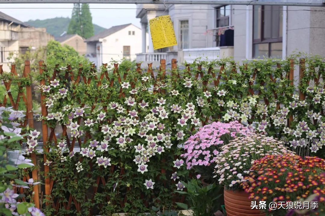 别人做梦都想要的花墙，他早就用铁线莲实现了