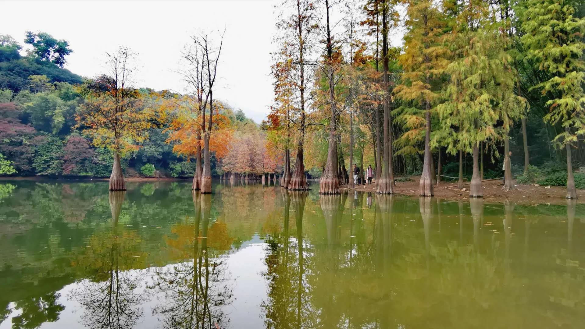 云山诗意一期,云山诗意满汉全席