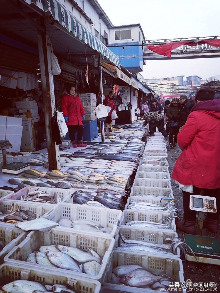 烟台莱阳海鲜早市,烟台老红利市场早市