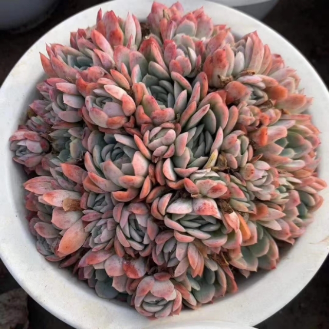 多肉植物要防霜冻吗,多肉冰梅的养殖方法和注意事项