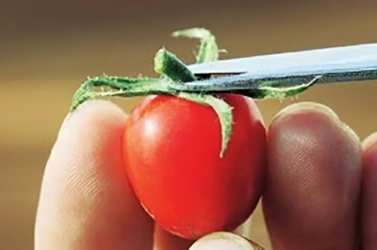 番茄种植过程如何避免死苗,番茄种植技术及解决方法