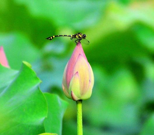 客厅摆放荷花是否影响风水,家里荷花摆放风水