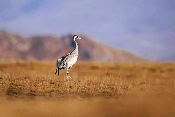 九曲十八弯河流,九曲十八弯水库