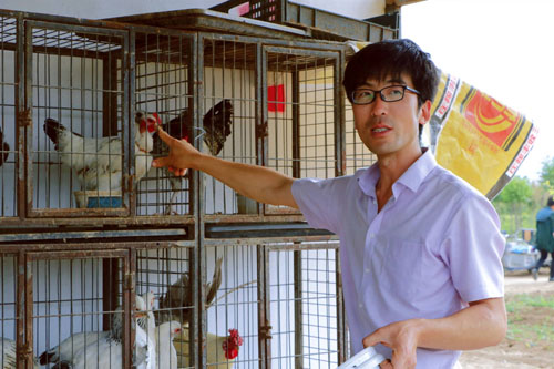 硕士返乡创业养鸡到底赚了多少钱,硕士回村做养殖一年净赚10万元