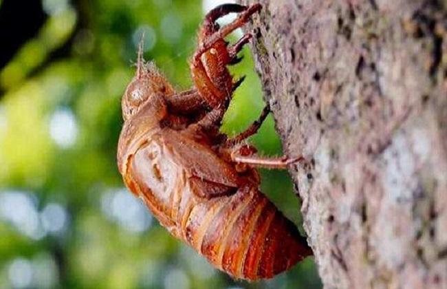 人工金蝉养殖新技术教程,抖音助农人工养殖金蝉