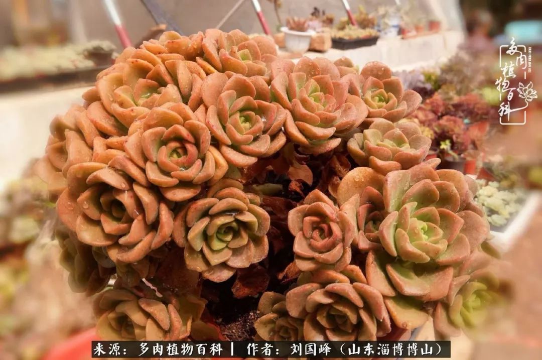 多肉植物大王叫我来巡山,大王叫我来巡山绿植