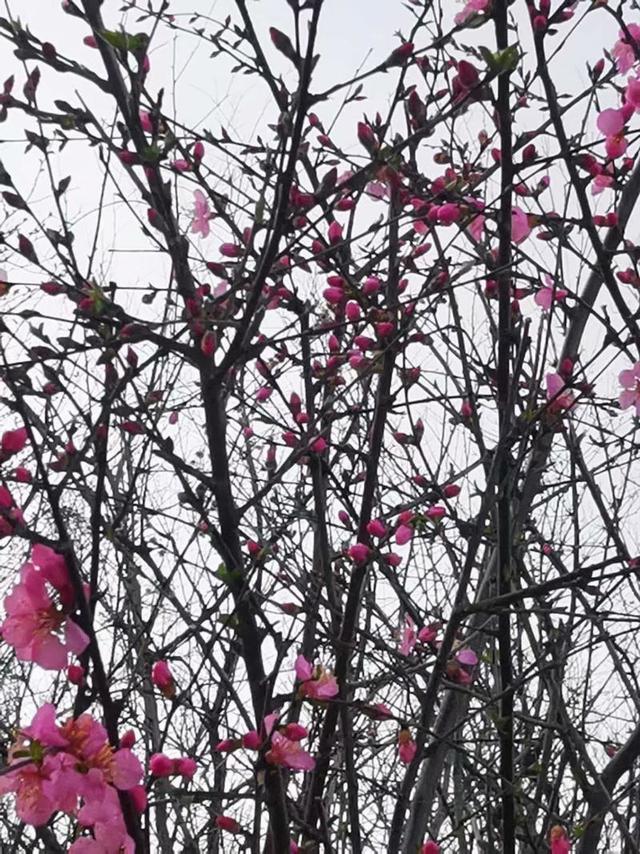 烟雨重游太平湖,重游太平古城游玩攻略