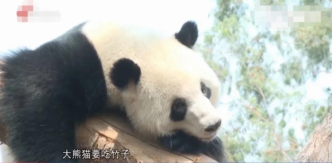 广州动物园搬迁,广州动物园要关闭了吗