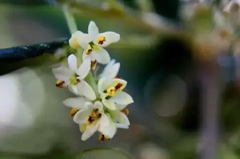 各国国花展示视频,各国国旗国徽国花