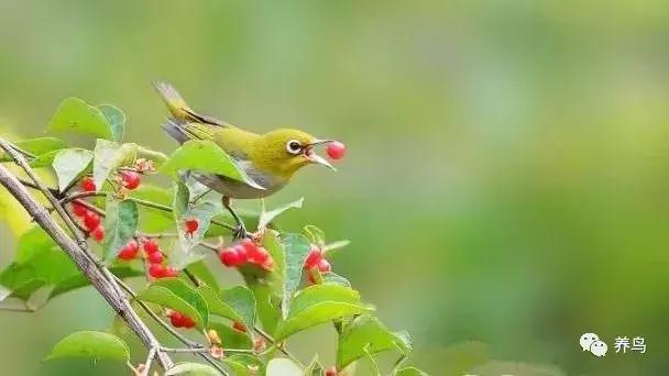 绣眼的正确喂养方法,野生的绣眼怎么喂养
