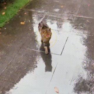 同伴被困空房子,流浪猫向人类求助,获救后它竟主动让出食物